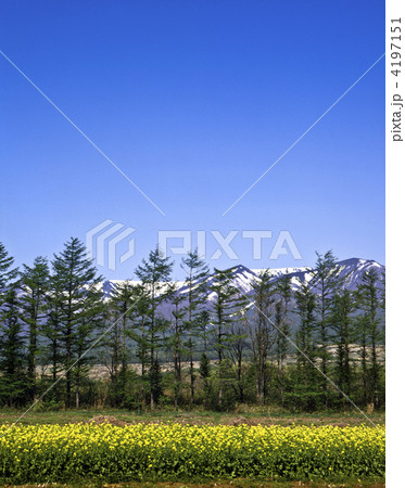 春の蔵王山麓 春の蔵王山麓 4197151