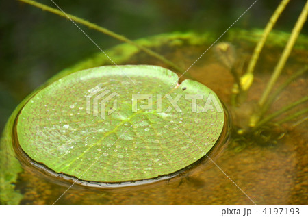 パラグアイオニバス 4197193