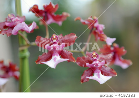 シャリーベイビー 4197233