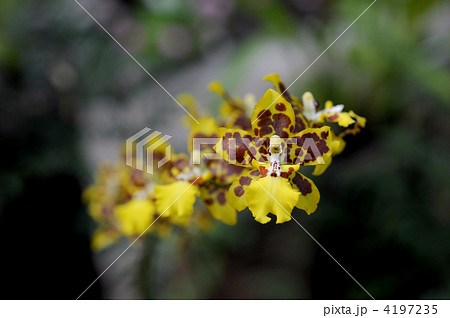 オシジューム 4197235