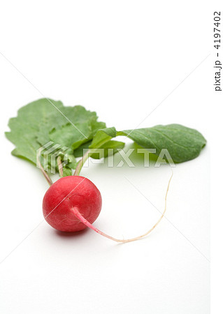 ラディッシュ 4197402