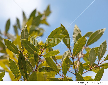 青空と月桂樹 4197436
