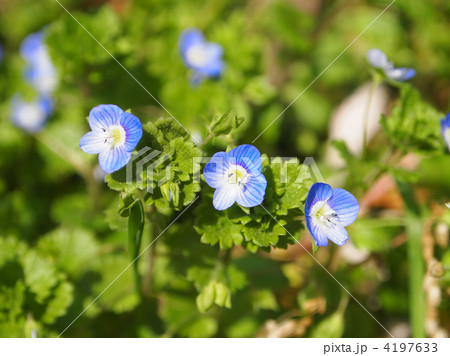 オオイヌノフグリの花 4197633