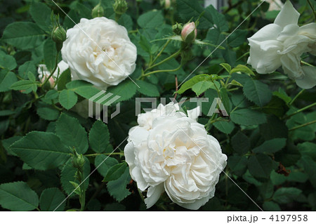 マダム・プランティエ 4197958