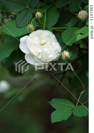 マダム・プランティエ 4197965