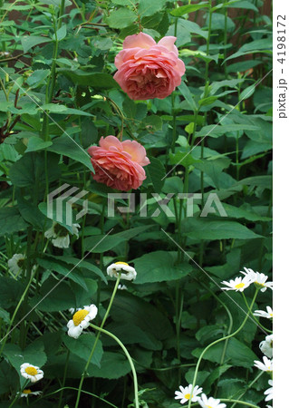 ジュビリー・セレブレーション ジュビリー・セレブレーション 4198172