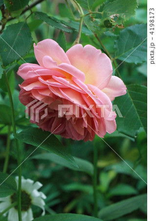 ジュビリー・セレブレーション ジュビリー・セレブレーション 4198173