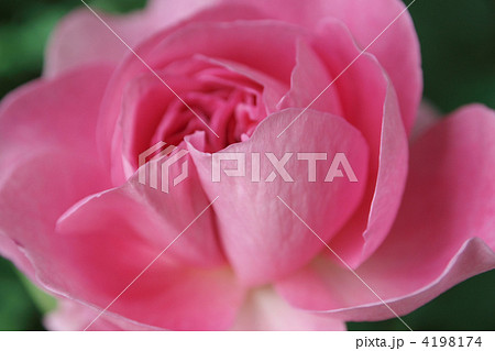 メアリー・ローズ メアリー・ローズ 4198174