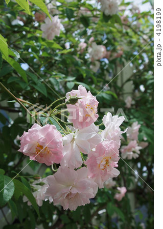 ポールズ・ヒマラヤン・ムスク・ランブラー 4198199