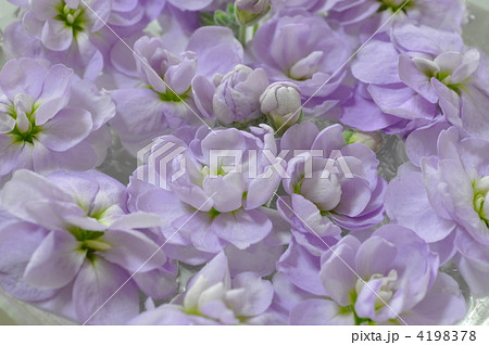 ストック（アイアンパープル） 4198378