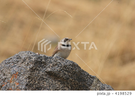 ハマヒバリ 4198529