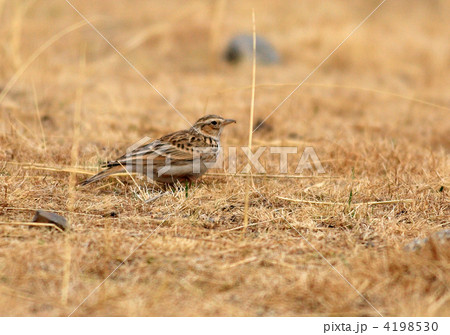 タイワンヒバリ 4198530