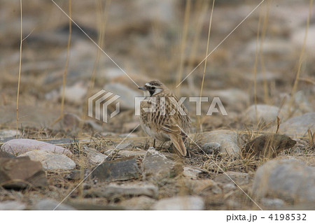 ハマヒバリ 4198532