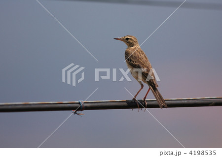 コマミジロタヒバリ 4198535