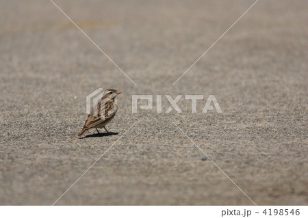 ヒメコウテンシ 4198546