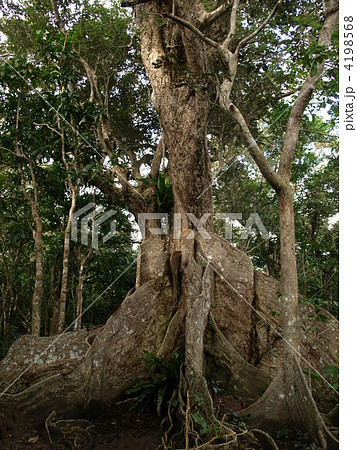 サキシマスオウノキの板根　1 4198568