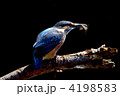 餌をくわえたカワセミ 4198583