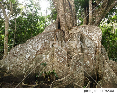 サキシマスオウノキの板根　3 4198588