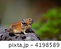 大雪山系のナキウサギ 4198589