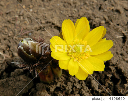 フクジュソウ（福寿草） 4198640