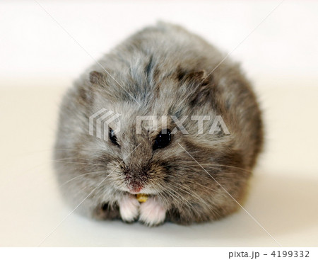 もぐもぐハムスター 4199332