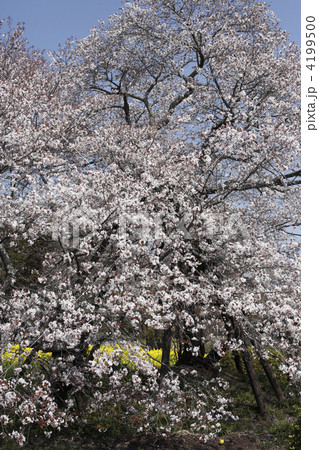 借宿の下馬桜 4199500