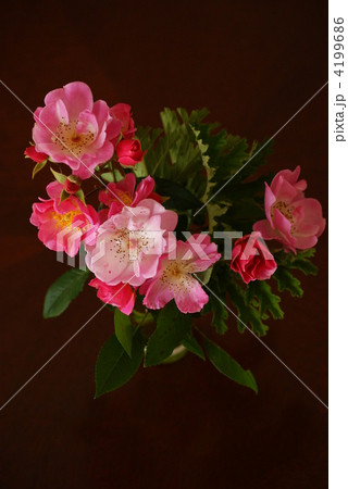 フロリバンダローズ フロリバンダローズ 4199686