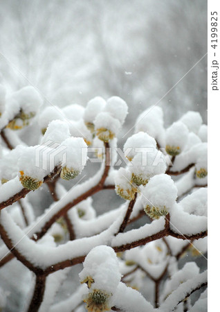 春の訪れ、ミツマタｔ雪 4199825