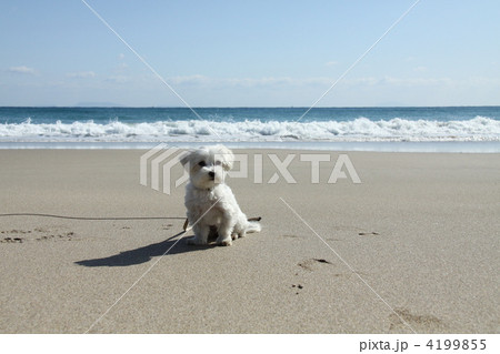 砂浜のお散歩 4199855