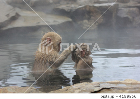 きれいにしてあげるよ 4199856