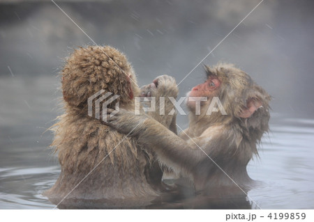 あれっ あれっ 4199859