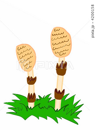 つくし つくし 4200158