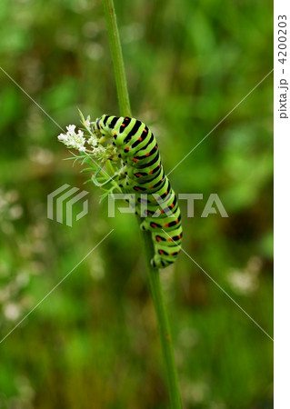 キアゲハの幼虫 4200203