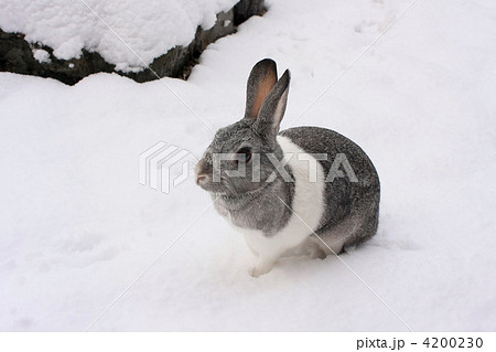 雪うさぎ 雪うさぎ 4200230