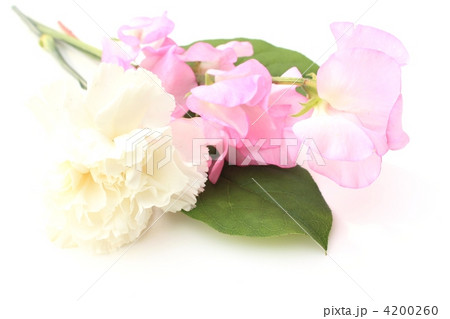 ピンクのスイトピーと白いカーネーション 4200260