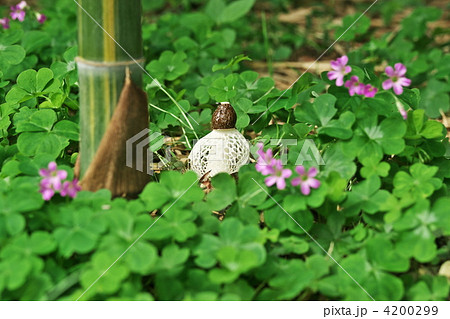 キヌガサタケ 4200299