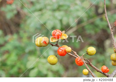 ツルウメモドキ果実 4200488