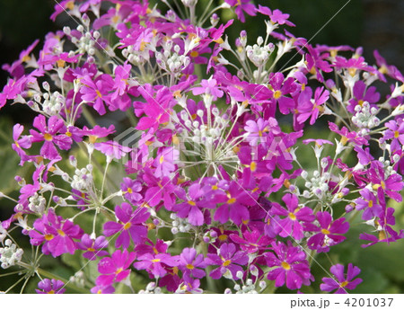 花 くるま咲き うぐのす混合の写真素材