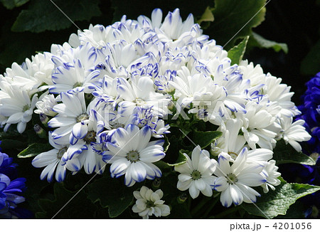4201056
