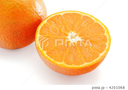 タンカン 4201068