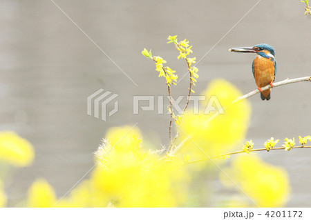 カワセミ 4201172