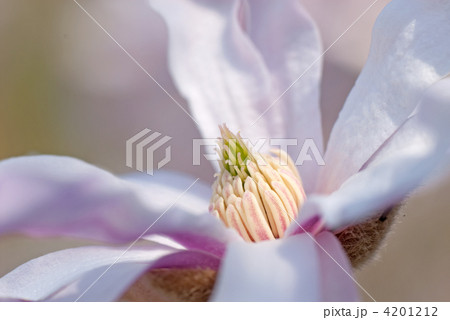 花芯（シデコブシ） 4201212