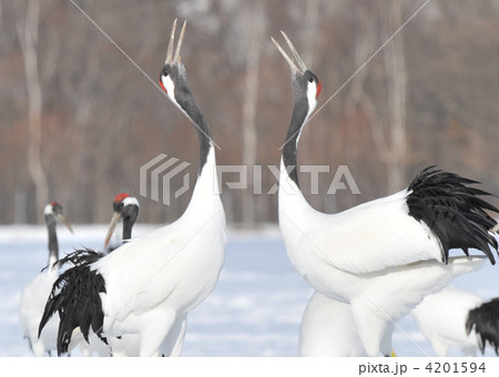 タンチョウ給餌 4201594