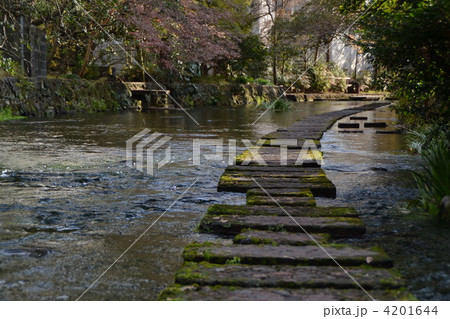 源兵衛川と飛び石 4201644