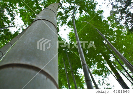 竹を見上げてみましょう。 4201646