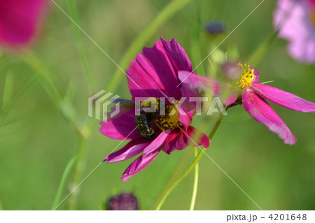コスモスとハチ 4201648