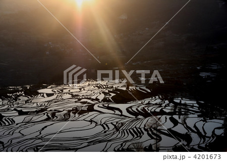 世界最大　雲南省元陽のハニ族棚田 4201673