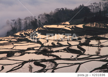 世界最大　雲南省元陽のハニ族棚田 4201696