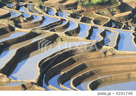 世界最大　雲南省元陽のハニ族棚田 4201746
