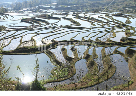 世界最大　雲南省元陽のハニ族棚田 4201748